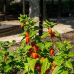 Fleurs - Physalis Lanterne Chinoise - face recto